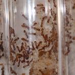 Temnothorax sp (oranje) 1q 20-100w | mieren ants eikelmieren, Animaux & Accessoires, Insectes & Araignées, Fourmis