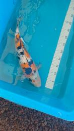 Japanse koi ginrin sanke, Dieren en Toebehoren, Vissen | Vijvervissen, Karper of Koi