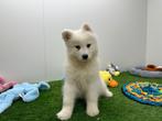 Samojeed pups, België, Keeshond, 8 tot 15 weken, CDV (hondenziekte)