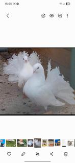 Paarstaart van de Franse pauw van Rouen X staartpauwpauwstaa, Dieren en Toebehoren, Meerdere dieren, Overige soorten