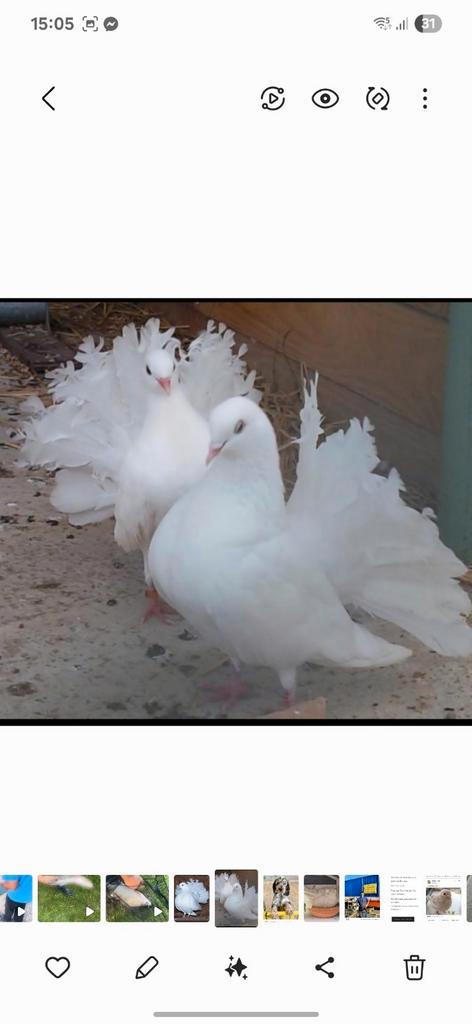 Paarstaart van de Franse pauw van Rouen X staartpauwpauwstaa, Dieren en Toebehoren, Vogels | Duiven, Overige soorten, Meerdere dieren