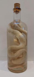Serpent conservée dans une bouteille : curiosités., Antiquités & Art, Curiosités & Brocante, Enlèvement ou Envoi