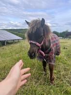 Prachtig minipaardje Smokey, Dieren en Toebehoren, Pony's, Ontwormd