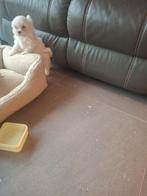 Maltezer pups, Dieren en Toebehoren, Honden | Chihuahua's en Gezelschapshonden, België, Maltezer, Fokker | Hobbymatig, CDV (hondenziekte)