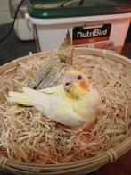 Handtamme valkparkiet lutino 2025, Geslacht onbekend, Parkiet, Geringd