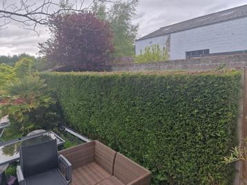 gratis Haag cupressocyparis leylandii  1,8m - 10 meter lang beschikbaar voor biedingen