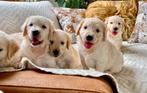 Golden Retriever pups bij ons thuis op de boerderij, Animaux & Accessoires, Chiens | Retrievers, Épagneuls & Chiens d'eau, Golden retriever