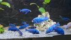 Groep Malawi Placidochromis tanzania
