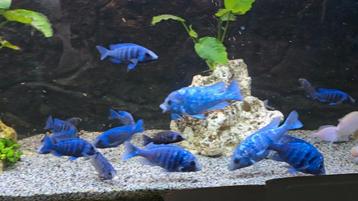 Groep Malawi Placidochromis tanzania  beschikbaar voor biedingen