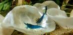 🦄Blue Dream Neocaridina Garnalen * Oudenburg, Dieren en Toebehoren, Vissen | Aquariumvissen