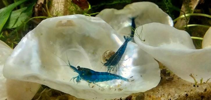 🦄Blue Dream Neocaridina Garnalen * Oudenburg, Dieren en Toebehoren, Vissen | Aquariumvissen