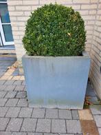 Buxus in betonnen bak 60x60x60 ., Tuin en Terras, Bloembakken en Plantenbakken, Zo goed als nieuw, Ophalen