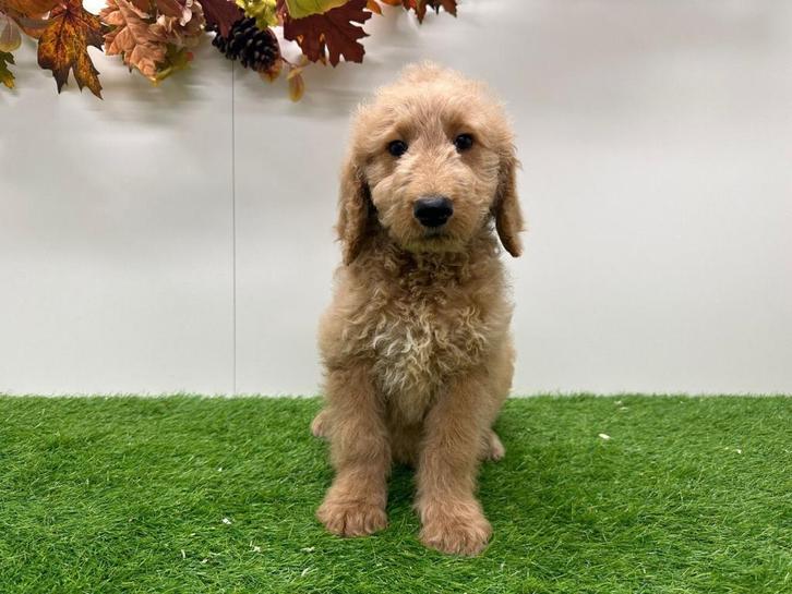 Goldendoodle pup, Dieren en Toebehoren, Honden | Niet-rashonden, Groot, Teef, Fokker | Professioneel, Eén hond, België, 8 tot 15 weken