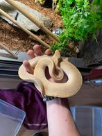 Ball Python, Dieren en Toebehoren, Reptielen en Amfibieën, Slang, Met terrarium, 3 tot 6 jaar
