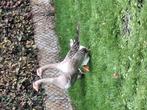 3 ganzen 20euro samen, Meerdere dieren, Gans of Zwaan