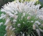 Siergras/Lampenpoetsersgras/Pennisetum 'Hameln', Tuin en Terras, Planten | Tuinplanten, Ophalen