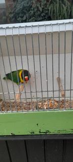 Personatas, Dieren en Toebehoren, Vogels | Overige Vogels