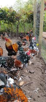 Brahma haantjes te koop, Dieren en Toebehoren