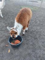 Alpaca bont merrieveulen, Dieren en Toebehoren, Juni, Vrouwelijk