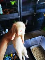 Nog 1 mooi half Angora fretje moer, Dieren en Toebehoren, Meerdere dieren, Fret, Tam