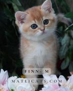 British Shorthair Golden Chinchilla