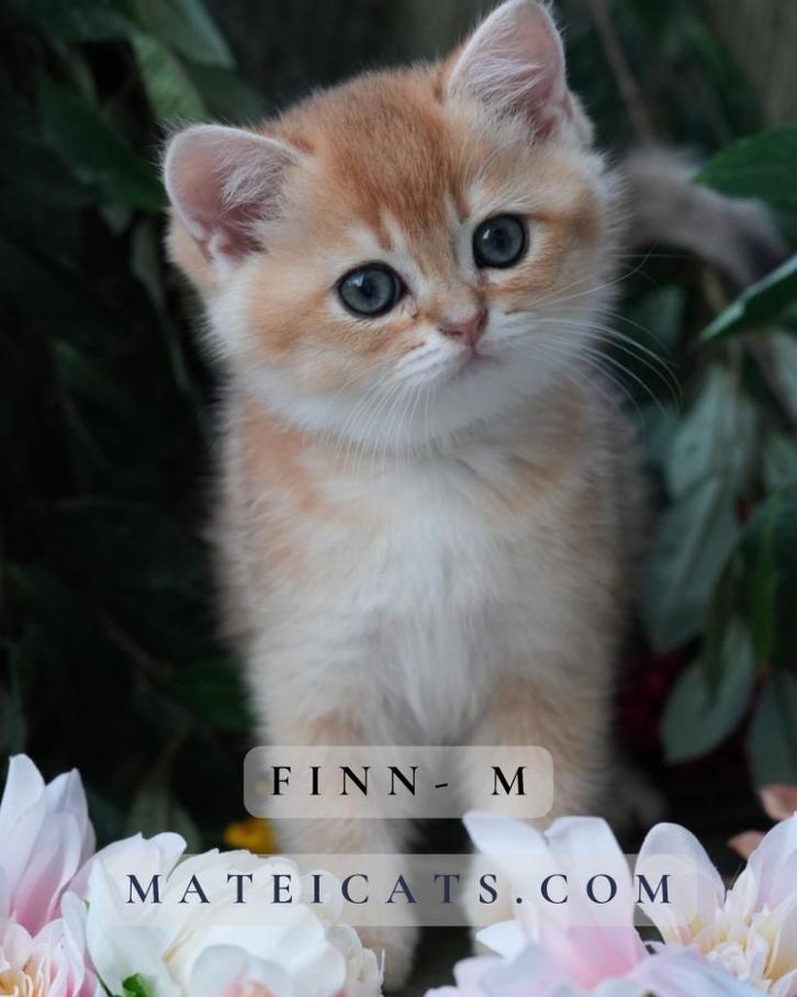 British Shorthair Golden Chinchilla, Dieren en Toebehoren, Katten en Kittens | Raskatten | Korthaar, Meerdere dieren, 0 tot 2 jaar