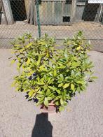 Laurier plant, Ophalen, Laurier