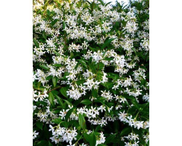 Toscaanse jasmijn aan stuntprijzen!, Tuin en Terras, Planten | Struiken en Hagen, Taxus, Ophalen