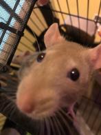 Donner rat femelle, Animaux & Accessoires, Domestique, Femelle, Rat