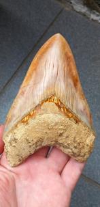 Top Megalodon haaientand 13,8 cm fossiel uit Indonesie, Verzamelen, Ophalen of Verzenden, Fossiel