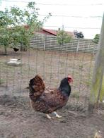 Barnevelder hen + olijflegger hen, Dieren en Toebehoren, Pluimvee, Vrouwelijk, Kip
