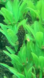 40 tal baby Ruitenkuisers (Pleco Ancistrus) 2 euro per stuk, Animaux & Accessoires, Poisson, Poisson d'eau douce