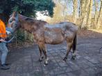 Appaloosa merry  22 jaar, Dieren en Toebehoren, Paarden