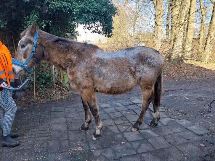 Appaloosa merry  22 jaar, Dieren en Toebehoren, Paarden