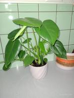 PHILODENDRON MONSTERA DELICIOSA groene kamerplant, Huis en Inrichting, Kamerplanten, Overige soorten, Minder dan 100 cm, Groene kamerplant