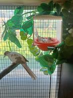 Bonte diamantduiven, Dieren en Toebehoren, Vogels | Parkieten en Papegaaien