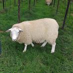 swifter ram, Mannelijk, Schaap, 0 tot 2 jaar