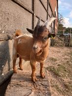 Mini half blauw oog bokje, Dieren en Toebehoren, Schapen, Geiten en Varkens