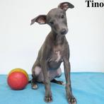 "Tino" Italiaanse Windhond (reutje) Belgische pup te koop, Dieren en Toebehoren, België, 15 weken tot 1 jaar, CDV (hondenziekte)