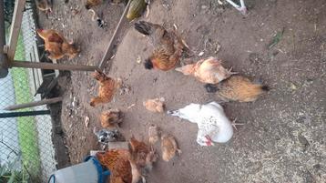 Sierkuikens  beschikbaar voor biedingen