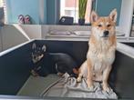 Shiba inu ter adoptie herplaatser, Dieren en Toebehoren, CDV (hondenziekte), Meerdere, Poolhond, België