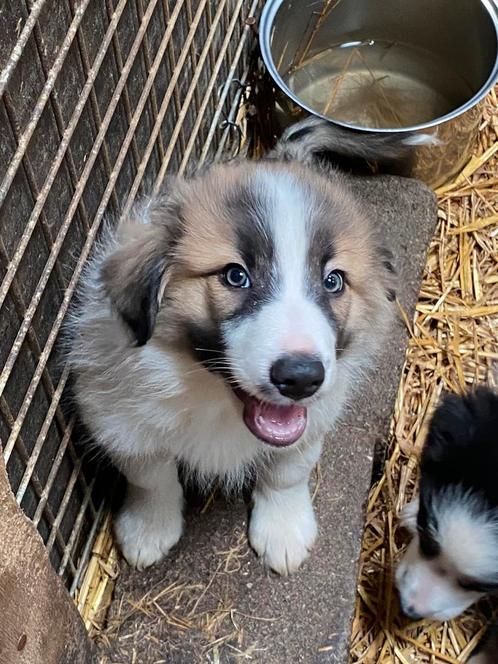 Border collie pups, Animaux & Accessoires, Chiens | Bergers & Bouviers, Plusieurs animaux, Colley, Éleveur | Professionnel, Plusieurs