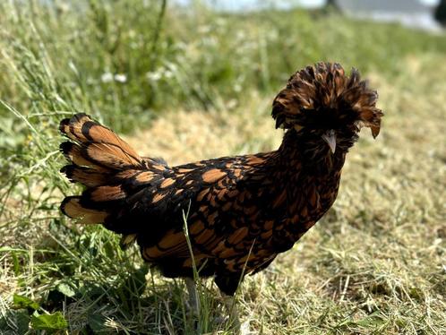 Jonge Kuifhoenders (Padua) Goudzwart, gesekst en ingeënt, Dieren en Toebehoren, Pluimvee, Kip, Vrouwelijk