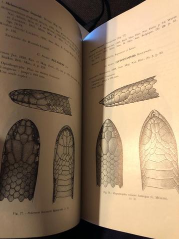 Genera des Serpents du Congo et du Ruanda-Urundi - Witte, beschikbaar voor biedingen