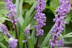 Liriope Royal Purple, Ophalen, Halfschaduw