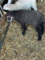 Weides gezocht, Dieren en Toebehoren, Schaap
