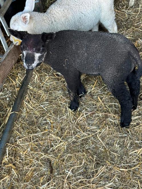 Weides gezocht, Dieren en Toebehoren, Schapen, Geiten en Varkens, Schaap
