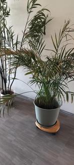 Area palm, Ophalen, Vaste plant, Varens, Halfschaduw