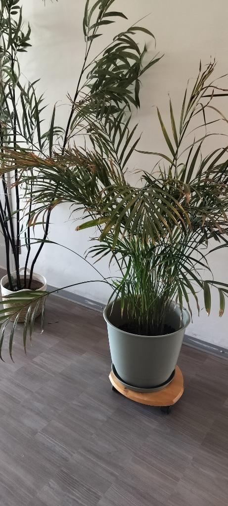 Area palm, Tuin en Terras, Planten | Tuinplanten, Vaste plant, Varens, Halfschaduw, Lente, Ophalen