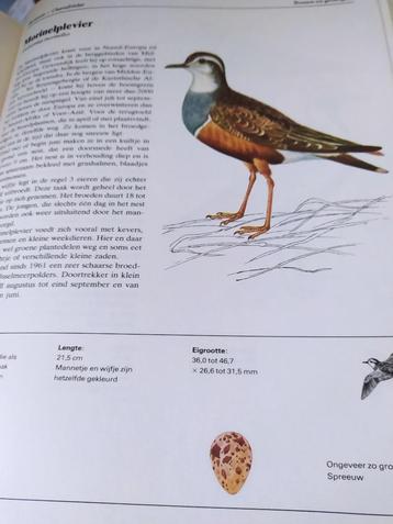 Het grote vogelboek in kleur